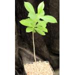 Adansonia digitata one-gallon pots