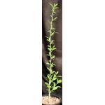 Adansonia digitata 2-gallon pots