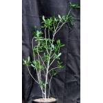 Adansonia digitata 2-gallon pots