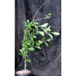 Adansonia digitata 3-gallon pots