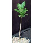 Adansonia digitata 5-inch pots