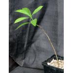 Adansonia za 5-inch pots