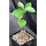 Adansonia za 5-inch pots