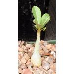 Adenium obesum (Mt. Kilimanjaro) 4-inch pots