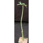 Adenia venenata 4-inch pots