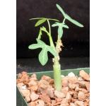 Adenia venenata 4-inch pots