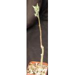 Adenia volkensii 4-inch pots