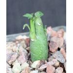 Adenia ballyi 3-inch pots