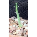 Adenia ballyi 3-inch pots