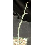 Adenia ballyi (rooted cuttings) 4-inch pots