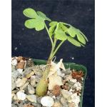 Adenia glauca 4-inch pots