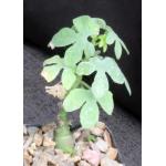 Adenia glauca 2-inch pots