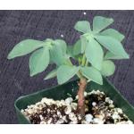 Adenia glauca 4-inch pots
