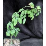 Adenia glauca 5-inch pots