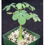 Adenia glauca 4-inch pots