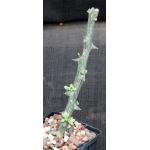 Adenia globosa (rooted cuttings) 4-inch pots