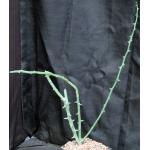 Adenia globosa (rooted cuttings) one-gallon pots