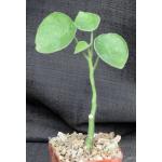 Adenia keramanthus 4-inch pots