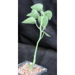 Adenia keramanthus 5-inch pots