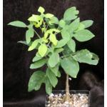Adenia monadelpha 5-inch pots