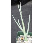 Adenia pechuelii 4-inch pots