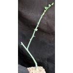 Adenia pseudoglobosa (rooted cuttings) 4-inch pots