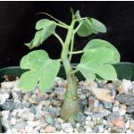 Adenia spinosa 4-inch pots