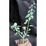 Adenia spinosa 5-inch pots