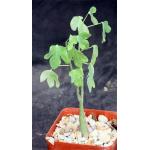 Adenia spinosa 4-inch pots