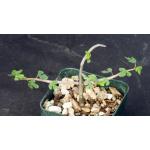 Adenia subsessilifolia 3-inch pots