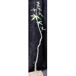 Adenia venenata one-gallon pots