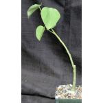 Adenia volkensii 5-inch pots