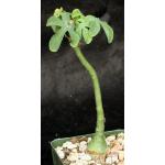 Adenia glauca 4-inch pots