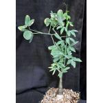 Adenia glauca one-gallon pots