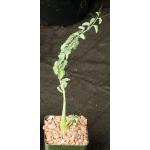 Adenia spinosa 3-inch pots