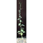 Adenia spinosa 5-inch pots