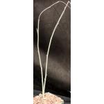 Adenia subsessilifolia 4-inch pots