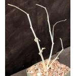 Adenia subsessilifolia 5-inch pots