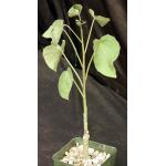 Adenia volkensii 4-inch pots