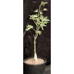 Adenia volkensii 2-gallon pots