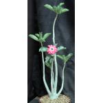 Adenium obesum cv Tropica Pink Yellow Throat 8-inch pots