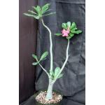 Adenium arabicum x obesum 8-inch pots
