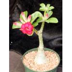 Adenium obesum cv Tropica Double-Red 168 6-inch pots