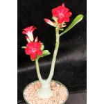 Adenium obesum cv Tropica Double-Red 169 6-inch pots
