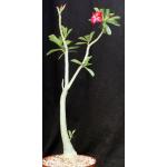 Adenium cv Lily x 286 x crispum 8-inch pots