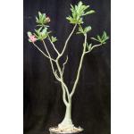 Adenium arabicum 3-gallon pots