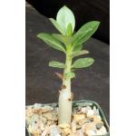 Adenium arabicum cv Black Giant x self 3-inch pots