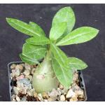 Adenium arabicum (Saudi Arabia) 4-inch pots