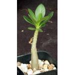 Adenium arabicum cv Black Giant x self 2-inch pots