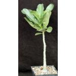 Adenium boehmianum cv Raspberry Pastel 5-inch pots